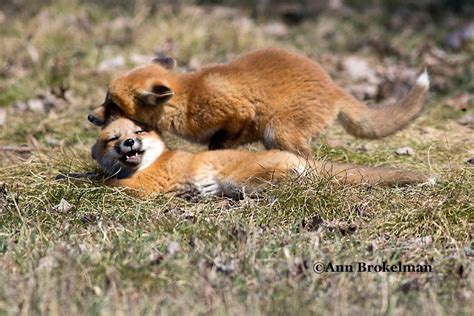 Ann Brokelman Photography: Red Fox kits playing fighting and having fun