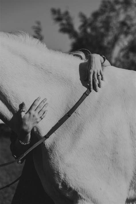 Hands of Person Hugging Horse in Black and White · Free Stock Photo