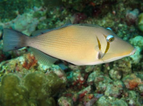 Scythe Triggerfish Sufflamen Bursa Big Island Hawaii Photo 7