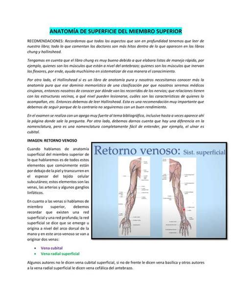 ANATOMÍA DE SUPERFICIE DEL MIEMBRO SUPERIOR zarai zamata uDocz