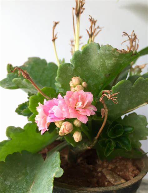 Minúsculas Flores Cor de rosa Florescem Numa Planta De Kalanchoe Imagem