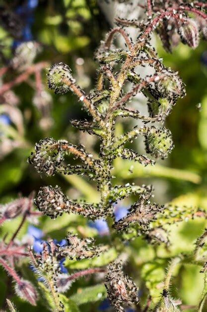 Premium Photo | A swarm of flying ants gather on a floral plant