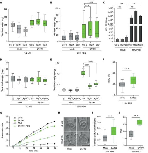 Role of SA190 colonization in aquaporin and plant drought stress... | Download Scientific Diagram