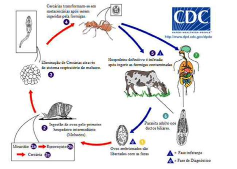 Que Es Un Ciclo Biologico Dinami