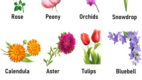 types  flowering plants  pictures  names  pictures