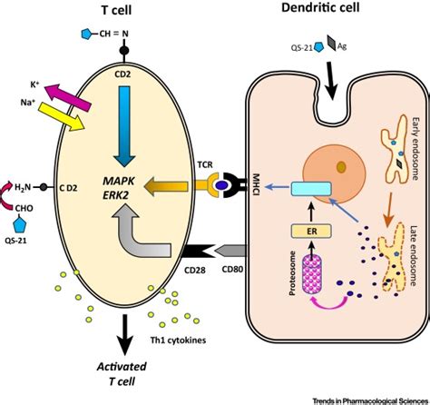 Elucidating The Mechanisms Of Action Of Saponin Derived Adjuvants