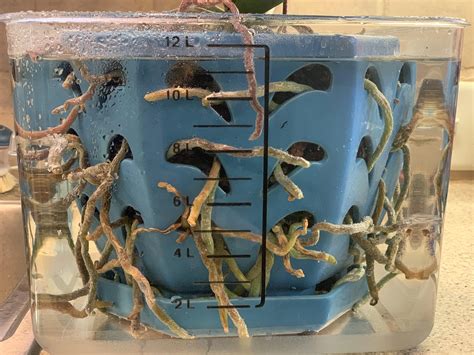 Underwater Root Porn R Orchids