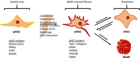 Figure 2 From Hepatic Stellate Cell Activation And Inactivation In Nash Fibrosis—roles As