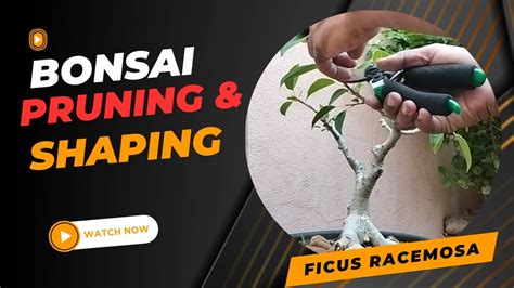 Bonsai Ficus Racemosa Pruning And Shaping Youtube