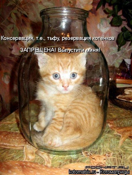котоматрица / смешные картинки и другие приколы: комиксы, гиф анимация ...