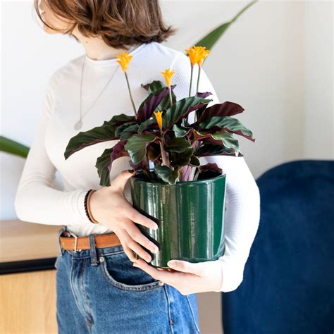 Cómo cuidar mi calathea crocata o planta de la llama eterna Blog colvin