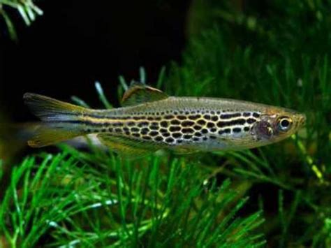 Leopard Danio Care Guide & Species Profile | Fishkeeping World