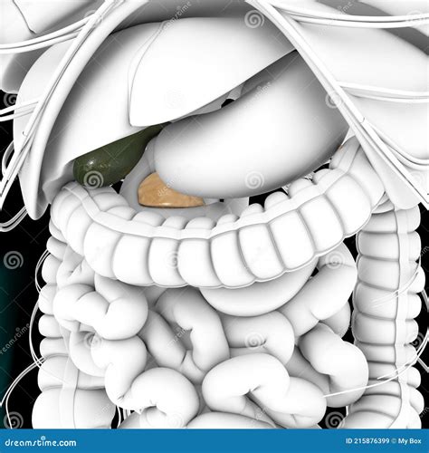 V Sicule Biliaire Syst Me Digestif Humain Anatomie D Rendu