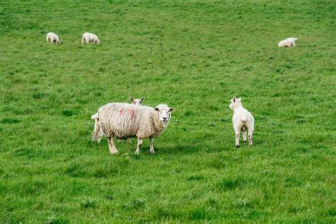 From Galway Aran Islands Cliffs Of Moher Full Day Trip Getyourguide