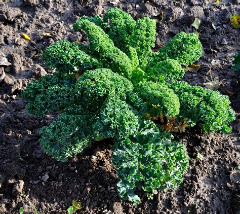 Grünkohl ein Wintergemüse stellt sich vor freudengarten