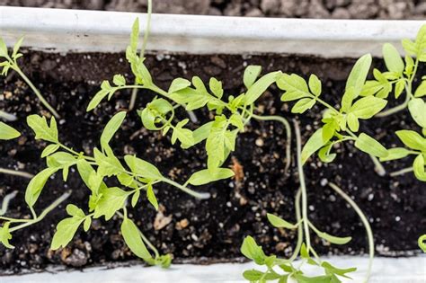 Mudas De Tomate Verde No Solo Em Caixa No Ch O Foto Premium