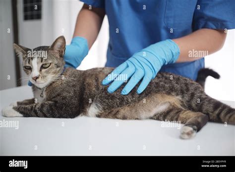 Vet Treating Domestic Cat Hi Res Stock Photography And Images Alamy