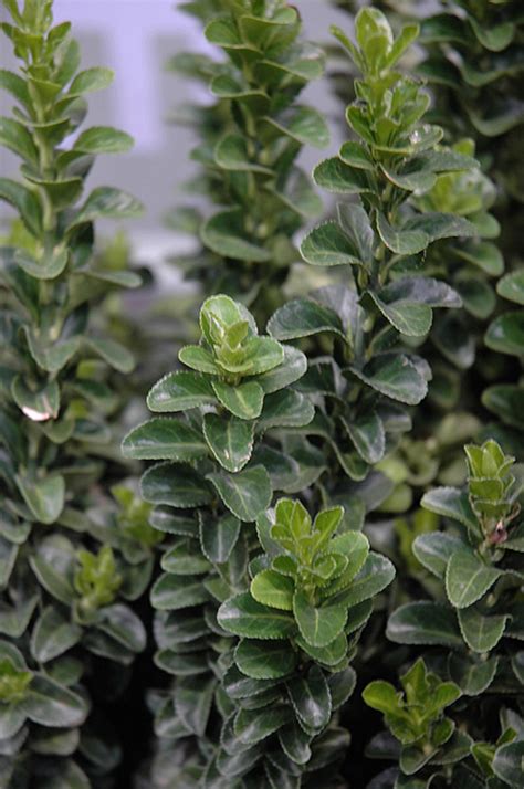 Green Spire Euonymus Euonymus Japonicus Green Spire In Richmond