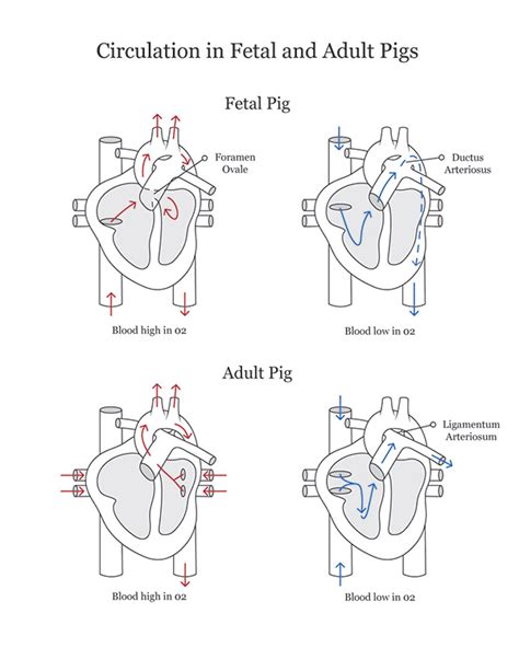 Fetal Pig Dissection Manual :: Behance