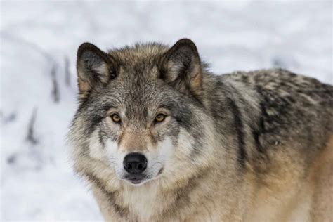 Coyote Predators: What Eats Coyotes? - A-Z Animals