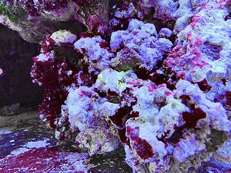 What Eats Cyanobacteria In Reef Tank Salt Water Coral Tank