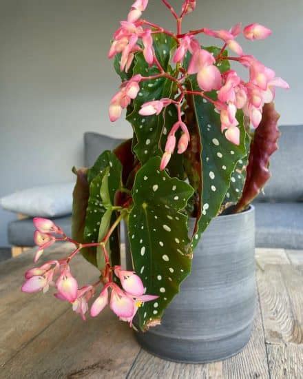 Begonia Maculata Care And Tips Plantcarefully