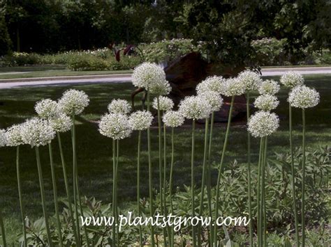 Mount Everest Allium Allium Stipitatum Plants To Grow Plants