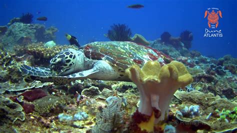 Atlatntis Bali Diving In Gili Tepekong 07 October 2016 YouTube