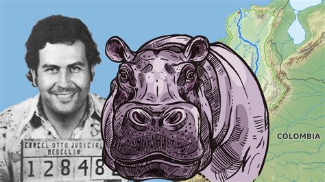 How Pablo Escobar Gave Colombia a Hippo Problem | by Balin Kruse-Williams | Medium