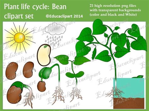 Life Cycle Of Bean Plant