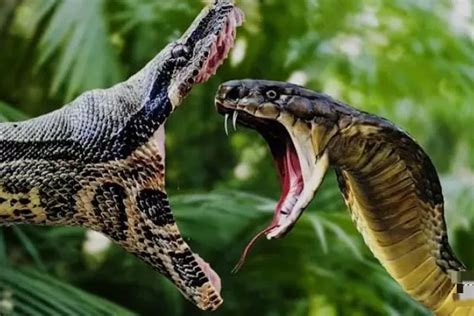 Membaca Raja Ular Yang Mematikan Membongkar Misteri King Cobra Cukup