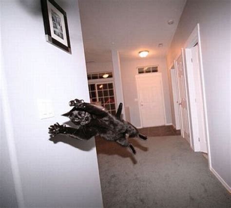 14 Awesome Pictures Of Cats Jumping