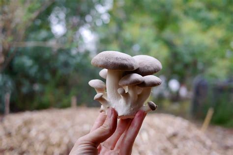 10 Best Mushrooms To Grow At Home Milkwood