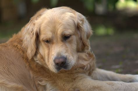 Darmowe Zdj Cia Zwierz Domowe Golden Retriever Kr Gowiec Rasa Psa