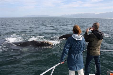 Observa O De Baleias E Tubar Es Brancos Em Hermanus Na Birkenhead