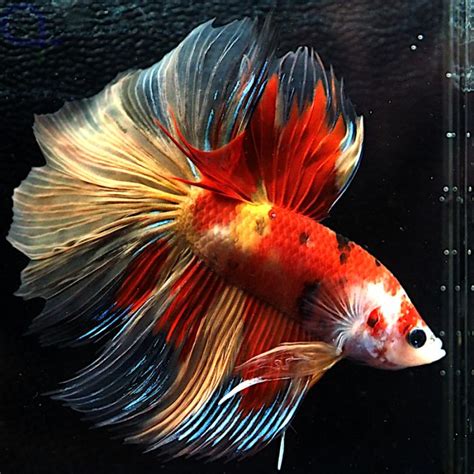 Kampffisch Halfmoon Koi Betta Splendens 15 AquaPro2000