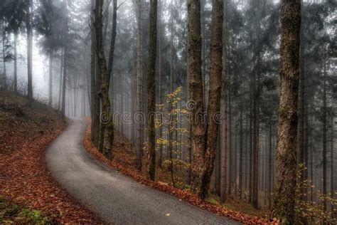 Asphalt Road Goes Through A Misty Dark Pine Tree Forest Stock Photo