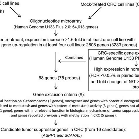 Methylation Specific Polymerase Chain Reaction Msp Analysis Results Download Scientific