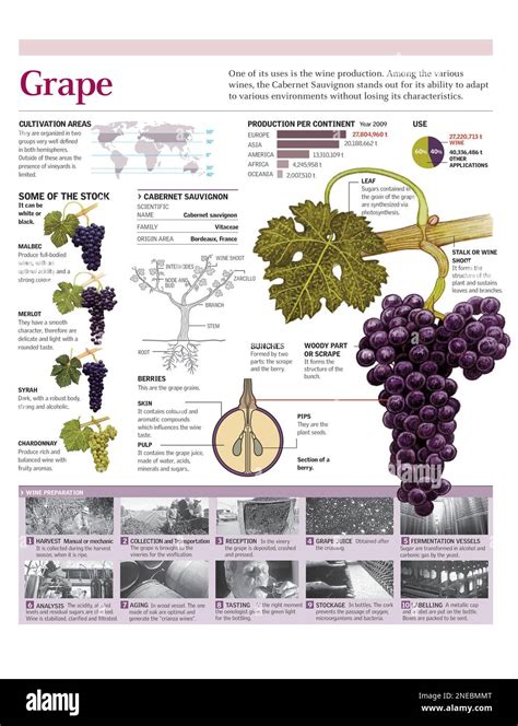 Infografías De Las Partes De Un Racimo De Uvas La Producción Mundial Los Racimos Más