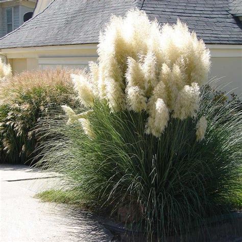 Pampas Grasses For Sale Landscaping With Rocks Front Yard Landscaping