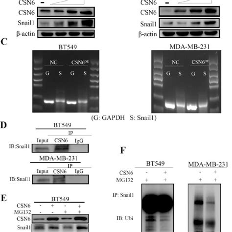 CSN6 Positively Regulates The Expression Of Snail1 A Western Blot