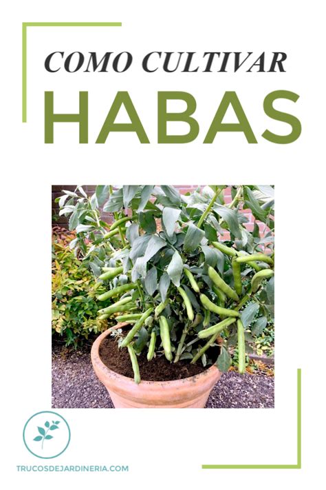 C Mo Cultivar Habas Aka Frijoles Fava Trucos De Jardineria