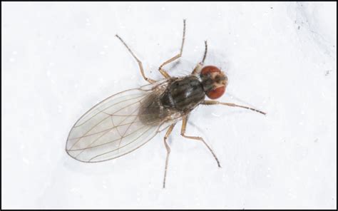 Diptera Info Discussion Forum Drosophilidae Scaptomyza