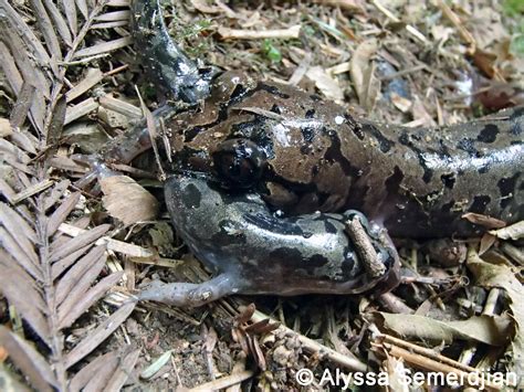 Coastal Giant Salamander Alchetron The Free Social Encyclopedia