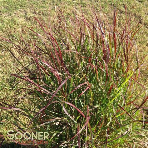 Shenandoah Red Switchgrass