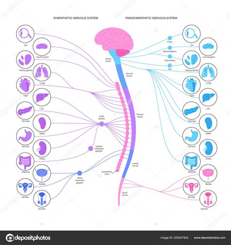 Autonomic Nervous System Stock Vector Image By Pikovit