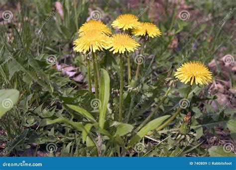 Dandelion Weeds stock image. Image of thrive, yellow, choke - 740809