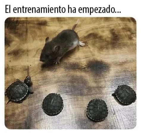 Nuevo Live Action De Las Tortugas Ninja Meme Subido Por Xanu