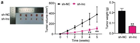 Hotair Knockdown Inhibited The Growth Of Os Cells In Vivo A