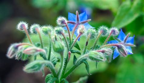 Potager Printemps Fleurs Comestibles Cultiver